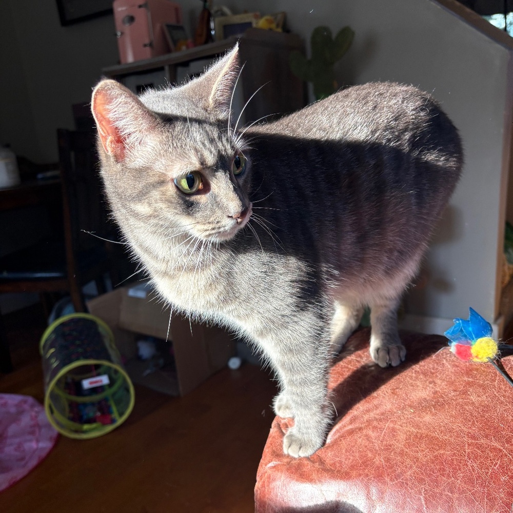 Meet your Posher, Jess